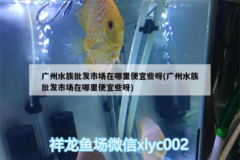 广州水族批发市场在哪里便宜些呀(广州水族批发市场在哪里便宜些呀)