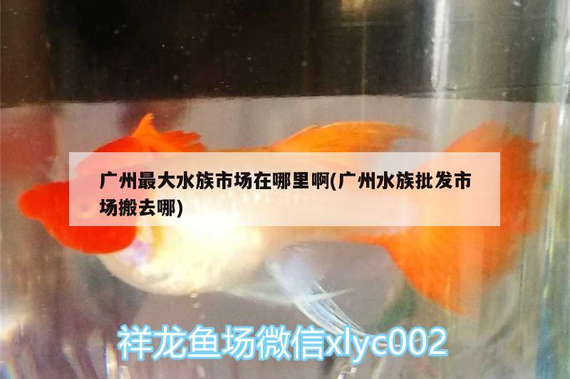 广州最大水族市场在哪里啊(广州水族批发市场搬去哪) 观赏鱼水族批发市场 第1张