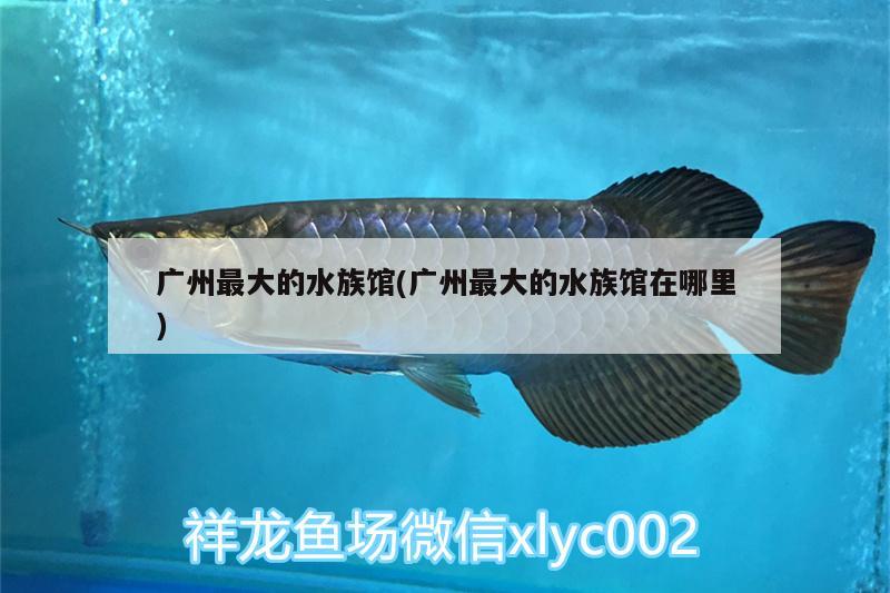 广州最大的水族馆(广州最大的水族馆在哪里) 观赏鱼水族批发市场