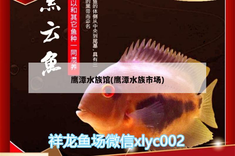 鹰潭水族馆(鹰潭水族市场) 红头利鱼 第2张