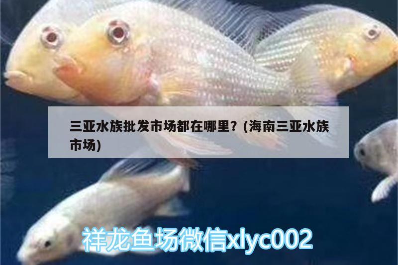 三亚水族批发市场都在哪里？(海南三亚水族市场)