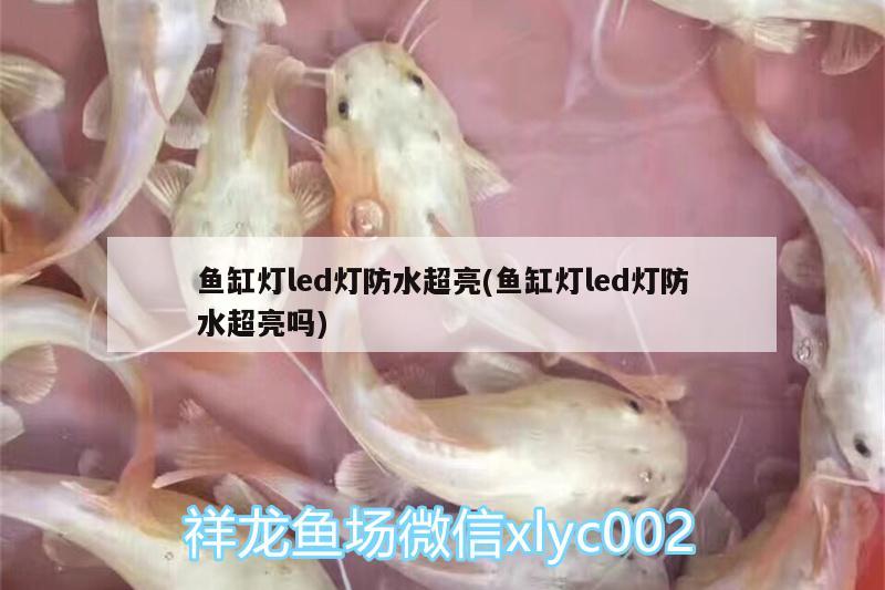 鱼缸灯led灯防水超亮(鱼缸灯led灯防水超亮吗) 祥龙龙鱼专用水族灯