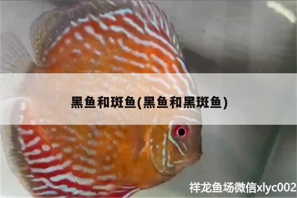 黑鱼和斑鱼(黑鱼和黑斑鱼)