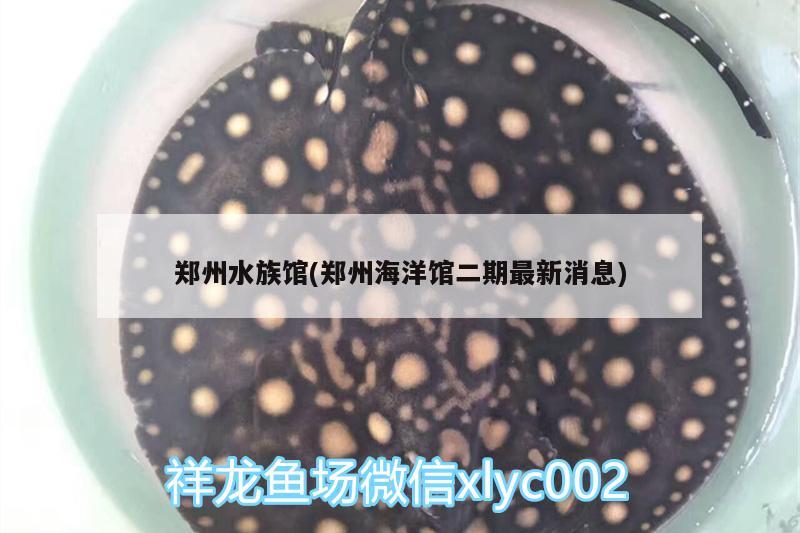 郑州水族馆(郑州海洋馆二期最新消息) B级过背金龙鱼