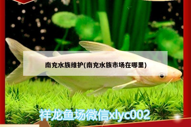 南充水族维护(南充水族市场在哪里) 水族杂谈