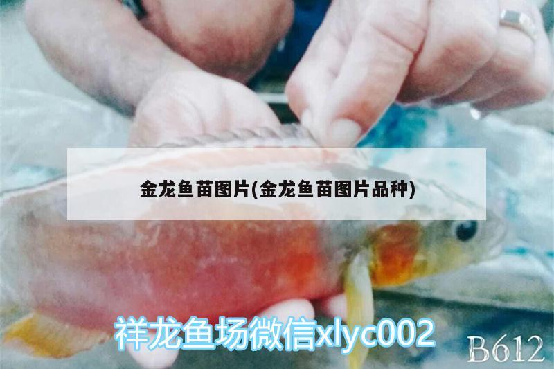 金龙鱼苗图片(金龙鱼苗图片品种) 观赏鱼饲料