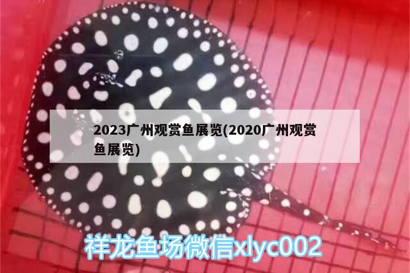 2023广州观赏鱼展览(2020广州观赏鱼展览) 新加坡号半红龙鱼（练手级红龙鱼）