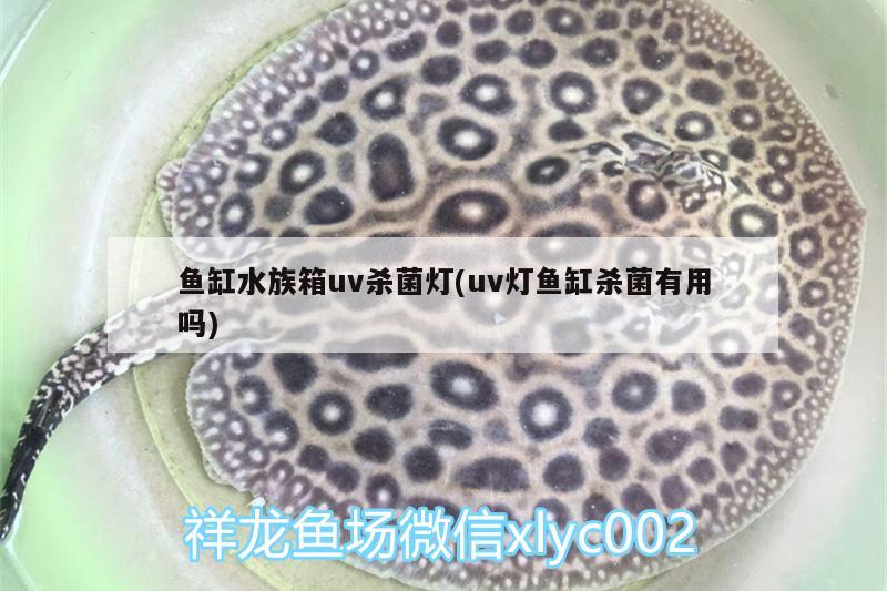 鱼缸水族箱uv杀菌灯(uv灯鱼缸杀菌有用吗) 鱼缸/水族箱 第2张