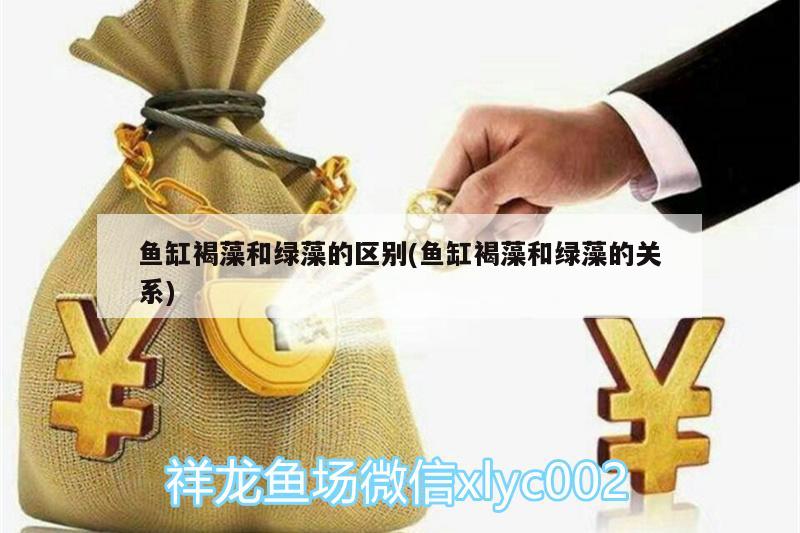 鱼缸褐藻和绿藻的区别(鱼缸褐藻和绿藻的关系) 黄金眼镜蛇雷龙鱼