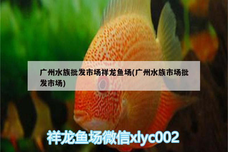 广州水族批发市场祥龙鱼场(广州水族市场批发市场)