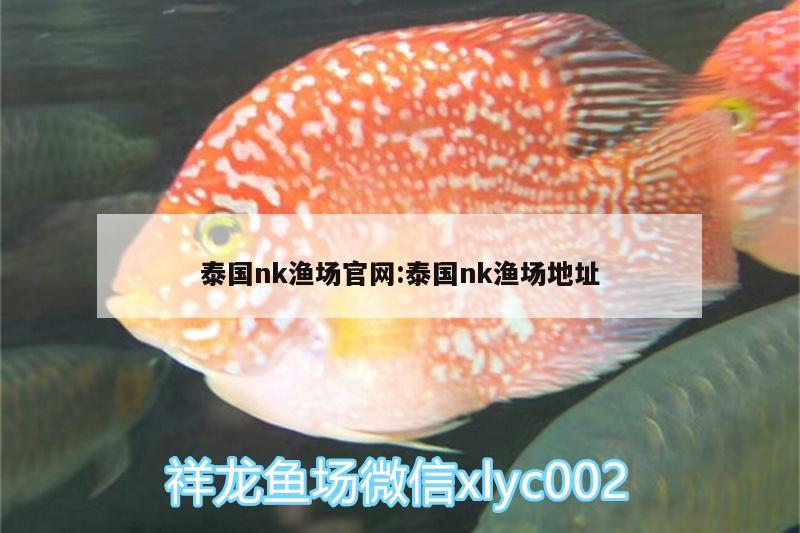 泰国nk渔场官网:泰国nk渔场地址 B级过背金龙鱼