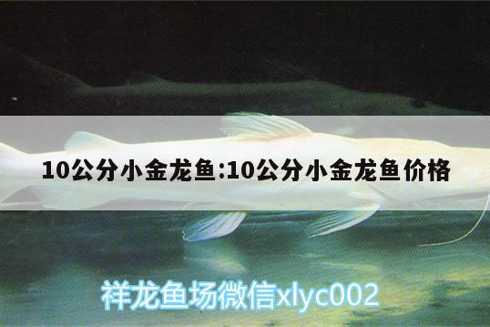 10公分小金龙鱼:10公分小金龙鱼价格 祥龙超血红龙鱼