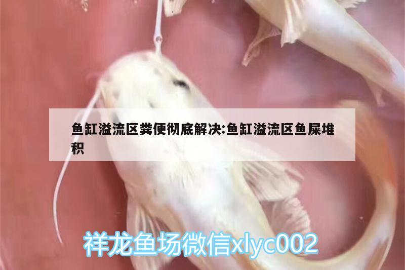 鱼缸溢流区粪便彻底解决:鱼缸溢流区鱼屎堆积