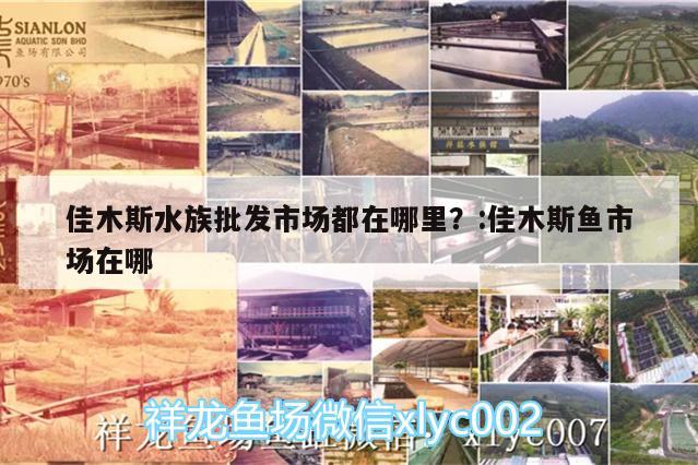 佳木斯水族批发市场都在哪里？:佳木斯鱼市场在哪 观赏鱼水族批发市场