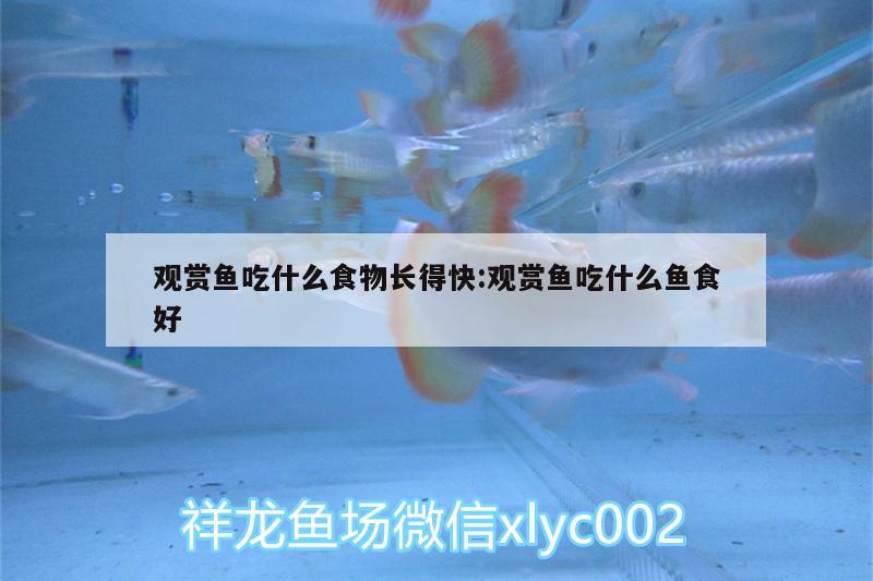 观赏鱼吃什么食物长得快:观赏鱼吃什么鱼食好 狗仔招财猫鱼