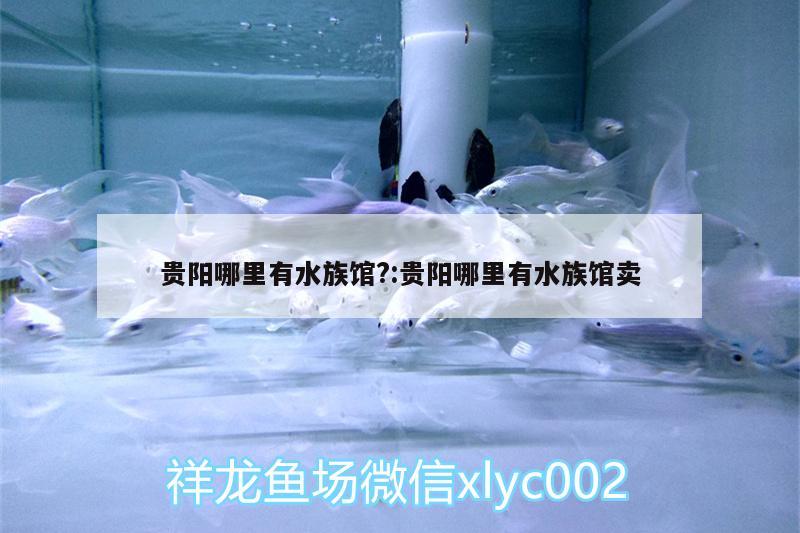 贵阳哪里有水族馆?:贵阳哪里有水族馆卖