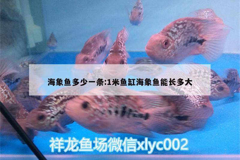 海象鱼多少一条:1米鱼缸海象鱼能长多大 海象鱼