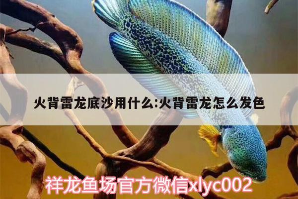 火背雷龙底沙用什么:火背雷龙怎么发色 飞凤鱼苗 第1张