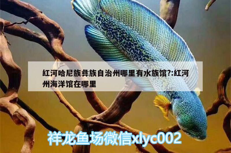 红河哈尼族彝族自治州哪里有水族馆?:红河州海洋馆在哪里 丹顶锦鲤鱼