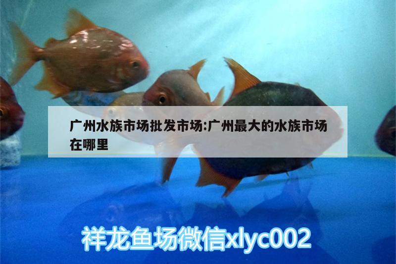 广州水族市场批发市场:广州最大的水族市场在哪里 丹顶锦鲤鱼