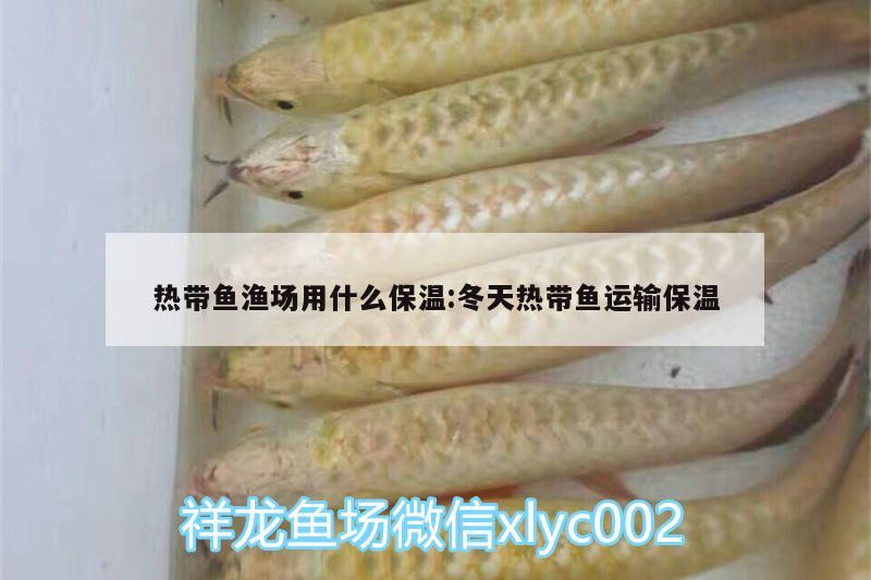 热带鱼渔场用什么保温:冬天热带鱼运输保温 红龙专用鱼粮饲料