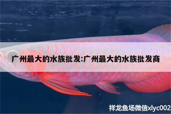 广州最大的水族批发:广州最大的水族批发商