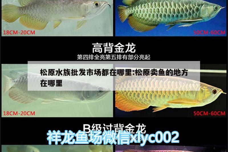 松原水族批发市场都在哪里:松原卖鱼的地方在哪里 观赏鱼水族批发市场