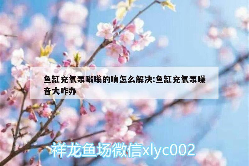 鱼缸充氧泵嗡嗡的响怎么解决:鱼缸充氧泵噪音大咋办