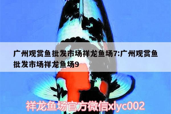 广州观赏鱼批发市场祥龙鱼场7:广州观赏鱼批发市场祥龙鱼场9 观赏鱼批发