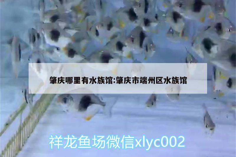 肇庆哪里有水族馆:肇庆市端州区水族馆