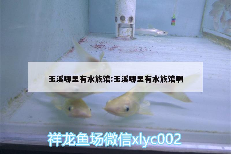 玉溪哪里有水族馆:玉溪哪里有水族馆啊 狗仔招财猫鱼