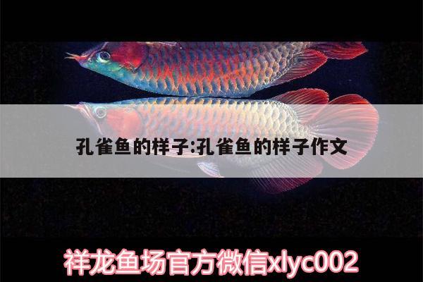 孔雀鱼的样子:孔雀鱼的样子作文 过背金龙鱼