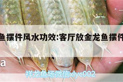 金龙鱼摆件风水功效:客厅放金龙鱼摆件好不好 鱼缸风水 第2张