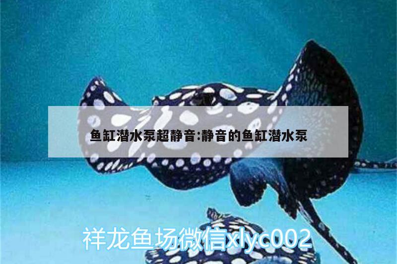 鱼缸潜水泵超静音:静音的鱼缸潜水泵 白化巴西龟（白巴）