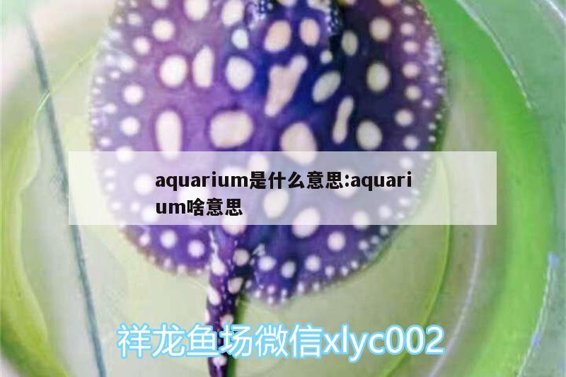 aquarium是什么意思:aquarium啥意思 红眼黄化幽灵火箭鱼|皇家火箭鱼