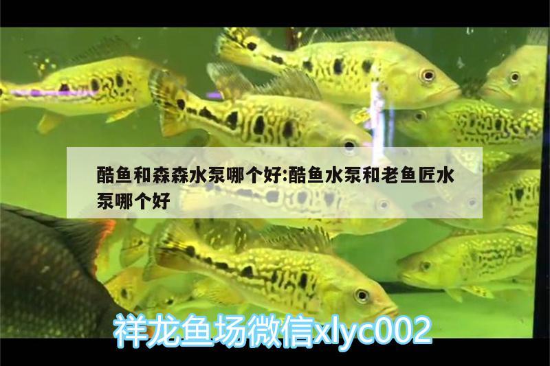 酷鱼和森森水泵哪个好:酷鱼水泵和老鱼匠水泵哪个好 老鱼匠