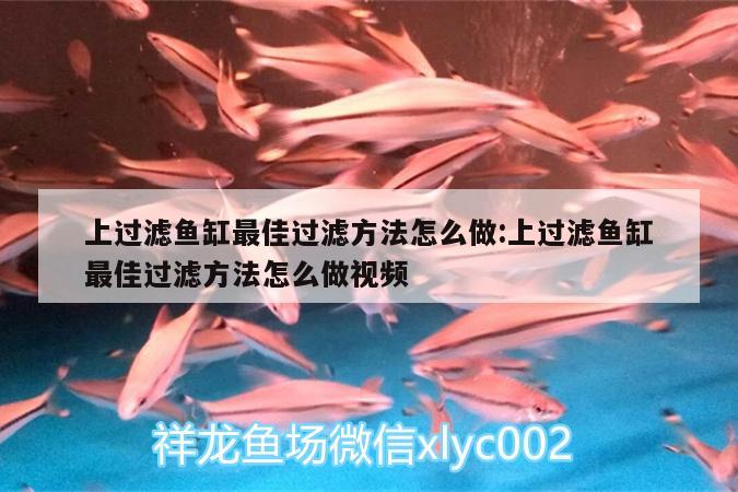 上过滤鱼缸最佳过滤方法怎么做:上过滤鱼缸最佳过滤方法怎么做视频