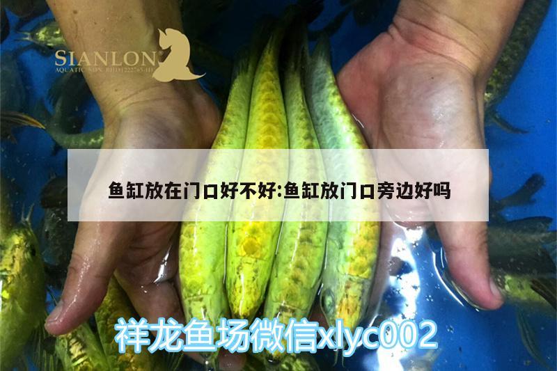 鱼缸放在门口好不好:鱼缸放门口旁边好吗 龙鱼批发