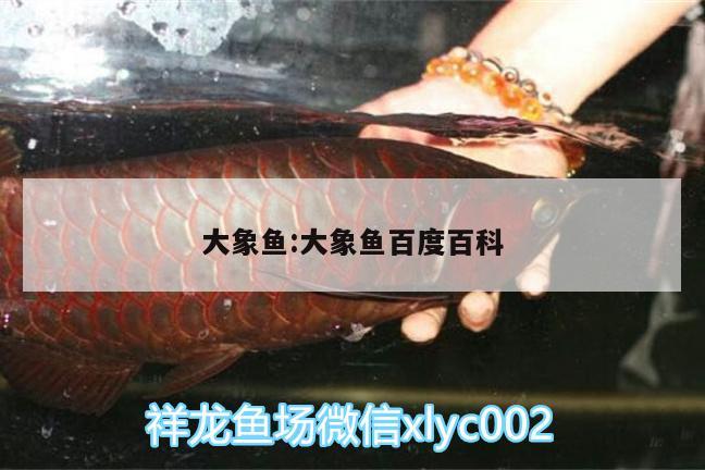 大象鱼:大象鱼百度百科 其它水族用具设备