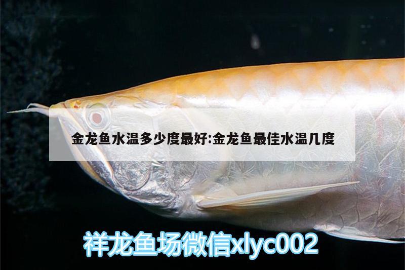 金龙鱼水温多少度最好:金龙鱼最佳水温几度