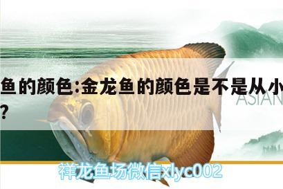 金龙鱼的颜色:金龙鱼的颜色是不是从小就系金色?