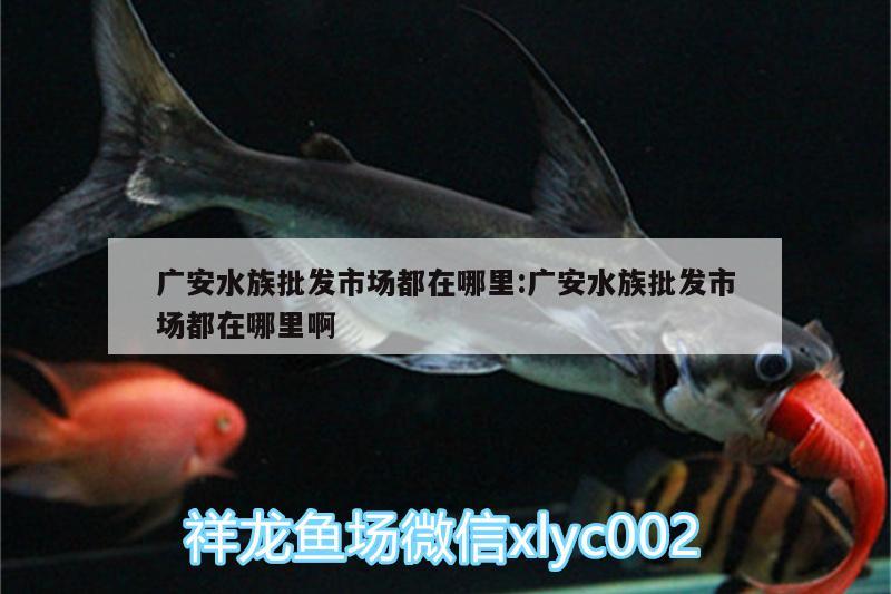 广安水族批发市场都在哪里:广安水族批发市场都在哪里啊 观赏鱼水族批发市场