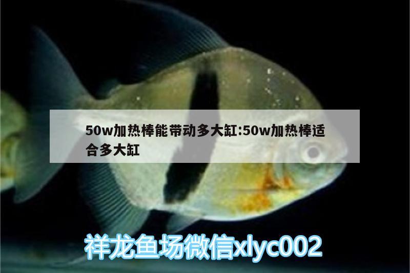 50w加热棒能带动多大缸:50w加热棒适合多大缸 飞凤鱼苗