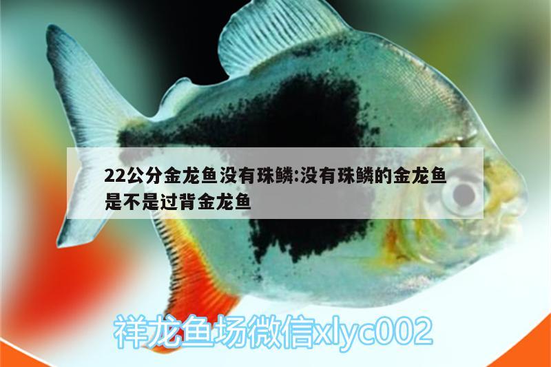 22公分金龙鱼没有珠鳞:没有珠鳞的金龙鱼是不是过背金龙鱼 过背金龙鱼