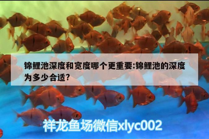 锦鲤池深度和宽度哪个更重要:锦鲤池的深度为多少合适? 印尼虎苗