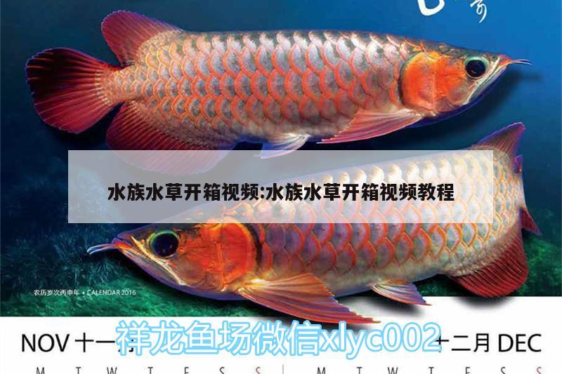 水族水草开箱视频:水族水草开箱视频教程 水草