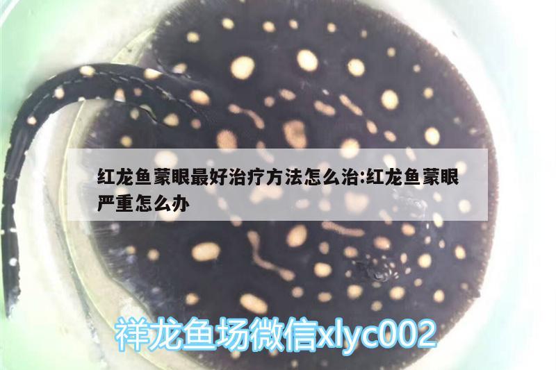 红龙鱼蒙眼最好治疗方法怎么治:红龙鱼蒙眼严重怎么办