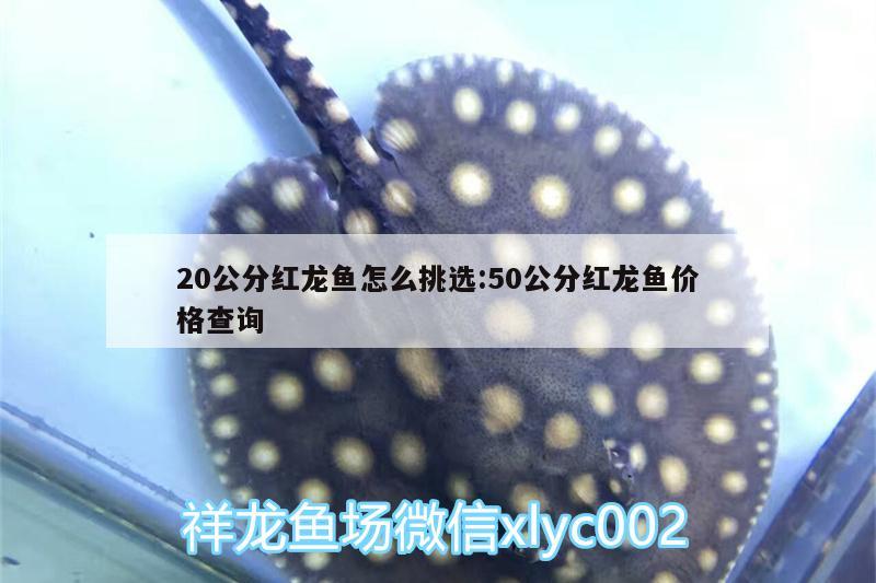 20公分红龙鱼怎么挑选:50公分红龙鱼价格查询