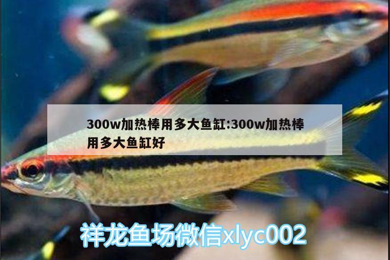 300w加热棒用多大鱼缸:300w加热棒用多大鱼缸好 苏虎