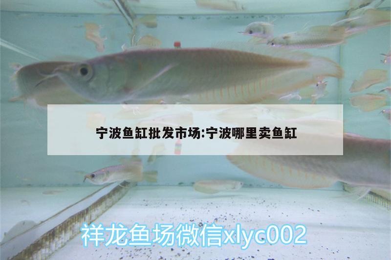 宁波鱼缸批发市场:宁波哪里卖鱼缸 麦肯斯银版鱼